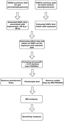 Assessment of the relationship between gut microbiota and bone mineral density: a two-sample Mendelian randomization study